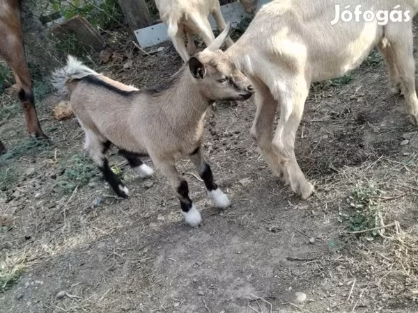 تيس, الماعز