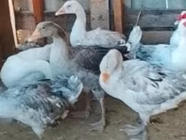 Ducks — Угорщина
