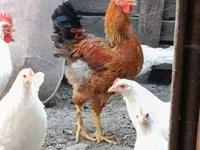 Chickens — Foto 1