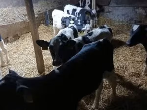 Touro, Russian Black pied cattle