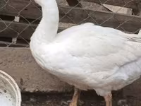 Geese — Foto 2