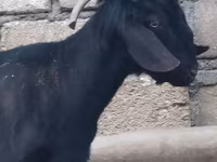 Jarac, Anatolian Black goats — fotografija 2