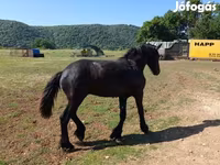 घोड़ा, Friesian — फ़ोटो 5