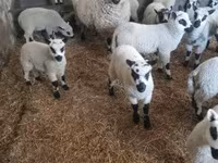 公羊, Cerry Hill sheep — 照片 4