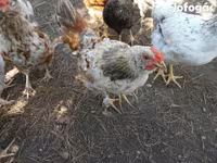 Chickens — الصورة 7