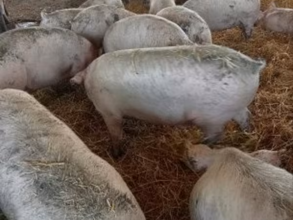 Svinje (partija, pol nije naveden), Крупная белая