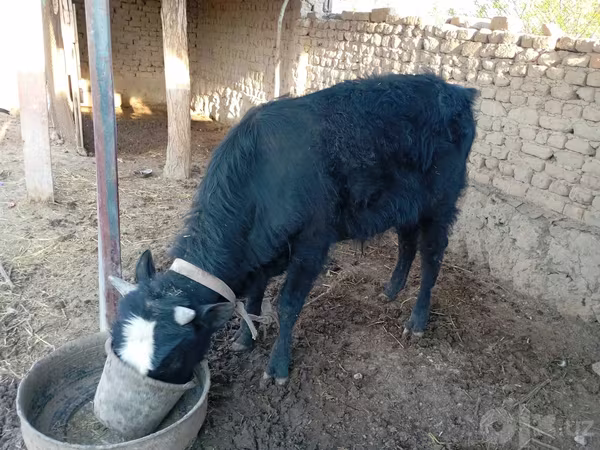 Moutons (lot, sexe non indiqué), Moutons