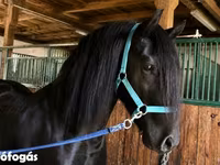 公马, Friesian — 照片 1
