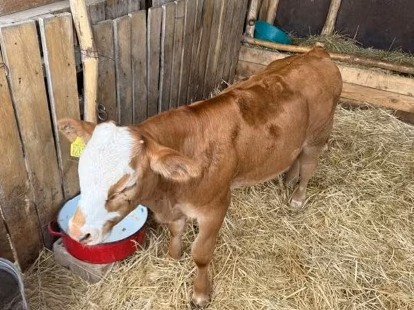 Buğa, Simmental cattle — Macarıstan