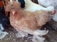 ياباني بانتام — الصورة 4