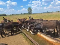 Caballo, Caballos — foto 2