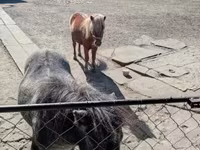घोड़ी, घोड़े — फ़ोटो 3