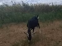 Goat, Goats — photo 2