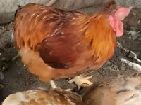 Chickens — Foto 1