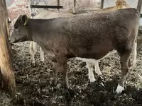 母牛, Charolais cattle — 照片 3