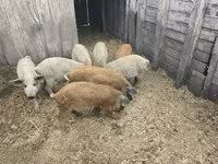 मादा सूअर — फ़ोटो 1