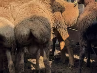 Ovan, Arashan sheep — fotografija 5
