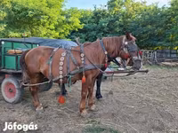 Mare, Horses — photo 5