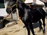 公马, Nonius horse — 照片 3