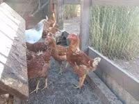 Chickens — fotografija 2