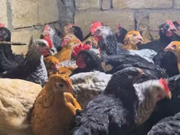Chickens — fotografija 3