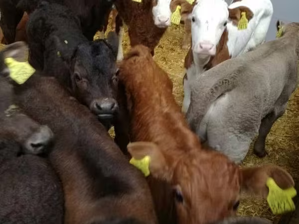 牛只（批次，未指定性别）, Cattle