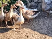 Geese — Foto 4