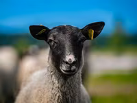 Ovan, Romanov sheep — fotografija 1