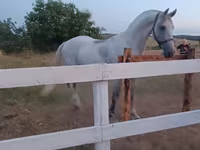 Kobila, Orlov Trotter — fotografija 3