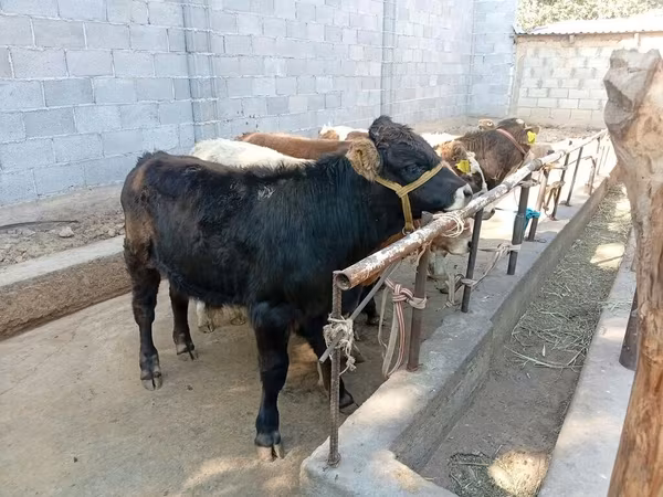 Buqa, Swiss cattle