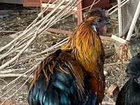 Chickens — 照片 3