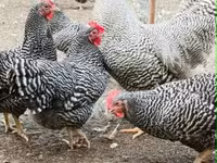 Chickens — fotografija 5