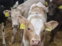 Buqa, Simmental cattle — 4-rasm