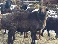 Bélier, Hissar sheep — photo 2
