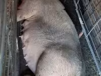 Säue, Schweine — Foto 3