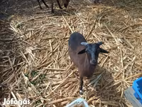 كبش, Cameroon sheep — الصورة 2