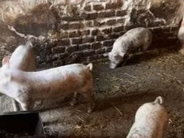 Свиньи (партия, пол не указан), Свиньи