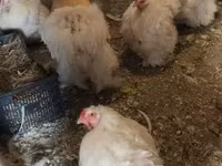 Chickens — الصورة 2