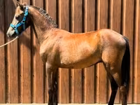 Caballo, Caballos — foto 2