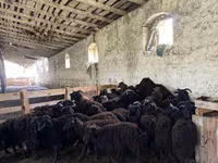 Qoyun, Romanov sheep — foto 3