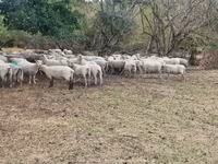 Ovca, Baerchuke sheep — fotografija 3