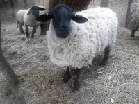Baran, White Suffolk sheep — zdjęcie 1