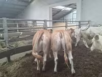Krava, Blonde d’Aquitane cattle — fotografija 1
