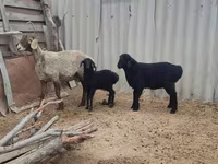 Ovca, Arashan sheep — fotografija 6