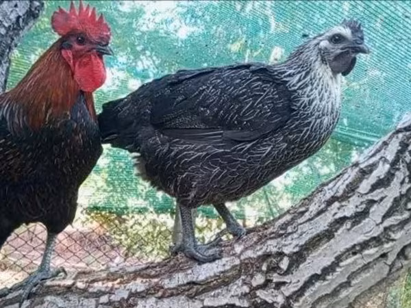 Ajam cemani