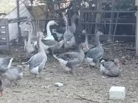 Geese — fotografija 1