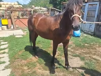 Égua, Cavalos — foto 5