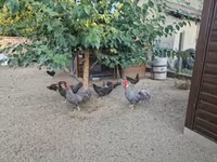 Chickens — zdjęcie 2