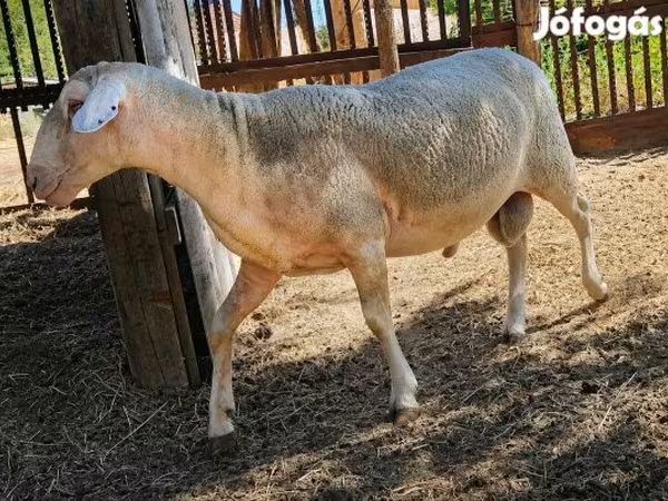Ram, Sheep