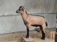 تيس, Alpine goat — الصورة 3